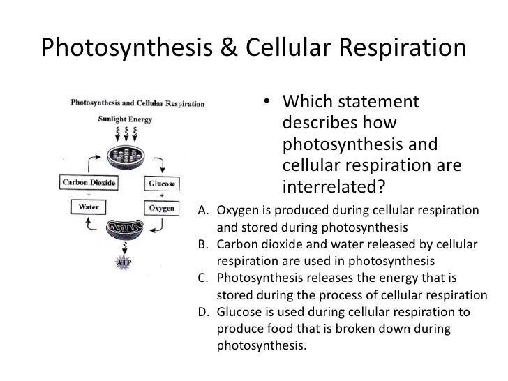 how are photosynthesis and cellular respiration related how are photosynthesis and cellular respiration related