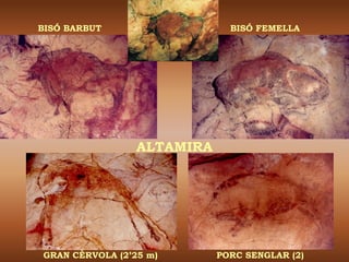 BISÓ BARBUT                   BISÓ FEMELLA




                 ALTAMIRA




GRAN CÈRVOLA (2’25 m)       PORC SENGLAR (2)
 