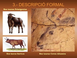 3.- DESCRIPCIÓ FORMAL
Bos taurus Primigenius




  Bos taurus Ibericus    Bos taurus Coves Altamira
 