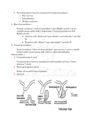  Neurohypophysis (neural component) (cranial premodium)
o Pars nervosa
o Infundibulum
o Median eminence
1- Buccal premodium :
Somatic ectoderm > roof of stomodium > gives Rathk's pouch > grows
cranially giving rathk's stalk > degenerates > leaving hypophyseal cleft
Rathk's pouch:
 Anterior wall : thickened > pars distalis > pars tuberalis > ant lobe

 Posterior wall : thinner > pars intermedia > ant lobe 
2- Cranial premodium :
Neural ectoderm > floor of diencephalon > pars nervosa > grows cranially
behind rathk's pouch giving stalk which is called infundibulum
Abnormalities :-
 Craniopharyngeal canal
Communication between nasopharynx and hypophyseal fossa > brain
infection > death
 Pharyngeal pituitary gland
Failure of ascend of buccal pituitary
 Agenesis
 