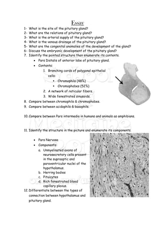 Essay
1- What is the site of the pituitary gland?
2- What are the relations of pituitary gland?
3- What is the arterial supply of the pituitary gland?
4- What is the venous drainage of the pituitary gland?
5- What are the congenital anomalies of the development of the gland?
6- Discuss the embryonic development of the pituitary gland?
7. Identify the pointed structure then enumerate its contents.
 Pars Distalis of anterior lobe of pituitary gland.
 Contents:
1. Branching cords of polygonal epithelial
cells:
 Chromophils (48%)
 Chromophobes (52%)
2. A network of reticular fibers.
3. Wide fenestrated sinusoids.
8. Compare between chromophils & chromophobes.
9. Compare between acidophils & basophils.
10. Compare between Pars intermedia in humans and animals as amphibians.
11. Identify the structure in the picture and enumerate its components.
 Pars Nervosa
 Components:
a. Unmyelinated axons of
neurosecretory cells present
in the supraoptic and
paraventricular nuclei of the
hypothalamus.
b. Herring bodies
c. Pituicytes
d. Rich fenestrated blood
capillary plexus.
12. Differentiate between the types of
connection between hypothalamus and
pituitary gland.
 