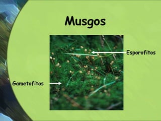 Mosses are non-vascular plants --
they cannot transport fluids
through their bodies.
NO vascular tissue limits height of
t...
