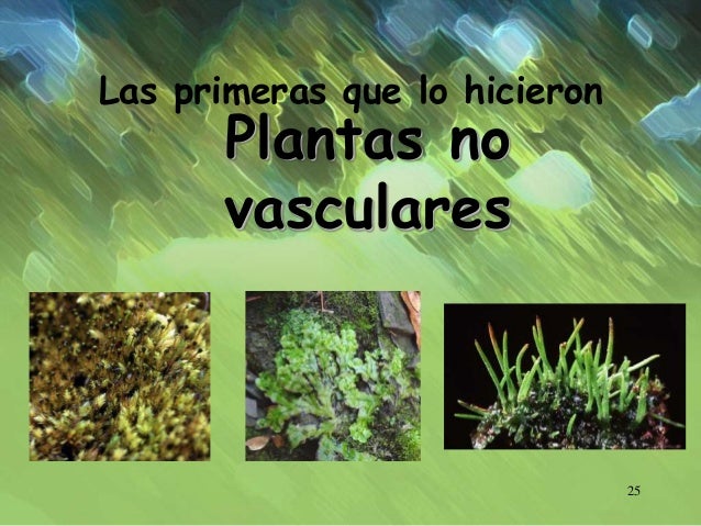 Resultado de imagen para No vasculares.