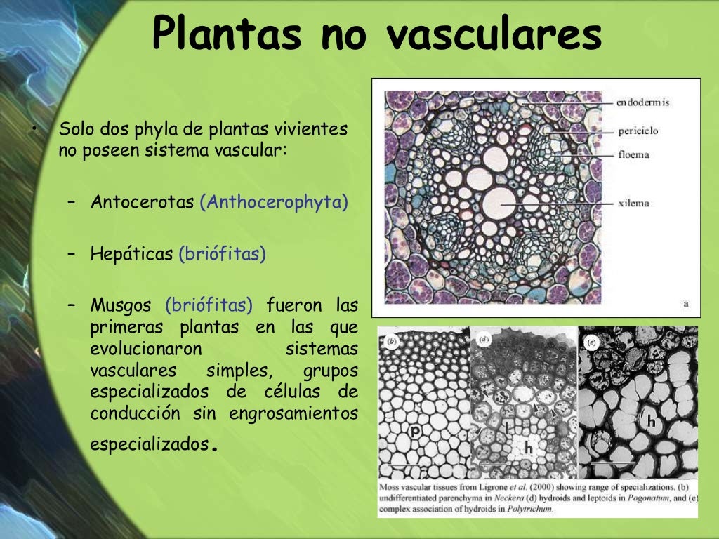 1 Plantas No Vasculares 2 1 Plantas No Vasculares 2