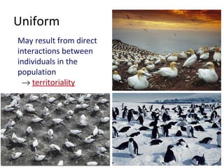 Uniform Clumped patterns May result from direct interactions between individuals in the population    territoriality 