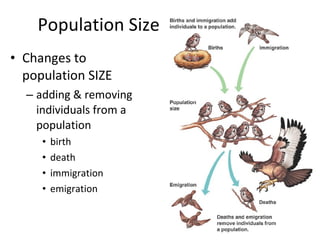 Population Size Changes to population SIZE adding & removing individuals from a population birth death immigration emigration 