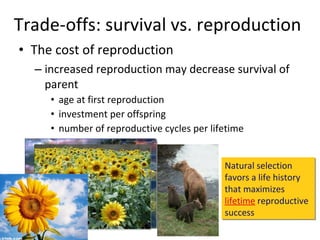 Trade-offs: survival vs. reproduction The cost of reproduction increased reproduction may decrease survival of parent age at first reproduction  investment per offspring number of reproductive cycles per lifetime Natural selection favors a life history that maximizes  lifetime  reproductive success  