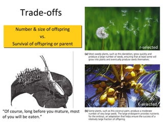 Trade-offs Number & size of offspring vs. Survival of offspring or parent r-selected K-selected “ Of course, long before you mature, most of you will be eaten.” 