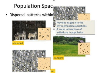Population Spacing (Density) Dispersal patterns within a population uniform random clumped Provides insight into the environmental associations  & social interactions of individuals in population 