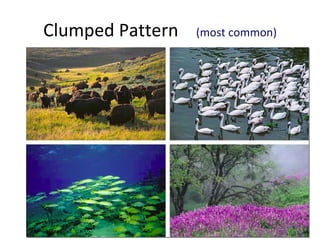 Clumped Pattern  (most common) 