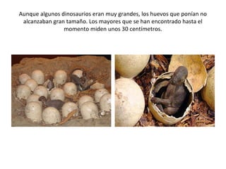 Aunque algunos dinosaurios eran muy grandes, los huevos que ponían no
 alcanzaban gran tamaño. Los mayores que se han encontrado hasta el
                momento miden unos 30 centímetros.
 