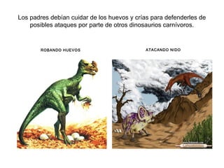 Los padres debían cuidar de los huevos y crías para defenderles de
    posibles ataques por parte de otros dinosaurios carnívoros.


       ROBANDO HUEVOS                       ATACANDO NIDO
 