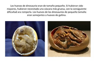 Los huevos de dinosaurio eran de tamaño pequeño. Si hubieran sido
mayores, hubieran necesitado una cáscara más gruesa, con la consiguiente
dificultad ara romperla. Los huevos de los dinosaurios de pequeño tamaño
                   eran semejantes a huevos de gallina.
 
