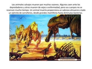 Los animales salvajes mueren por muchas razones. Algunos caen ante los
   depredadores y otros mueren de vejez o enfermedad, pero sus cuerpos no se
reservan mucho tiempo. Un animal muerto proporciona un sabroso almuerzo a todo
  un ejército de carroñeros, desde grandes mamíferos hasta diminutas bacterias.
 