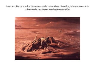 Los carroñeros son los basureros de la naturaleza. Sin ellos, el mundo estaría
                 cubierto de cadáveres en descomposición.
 
