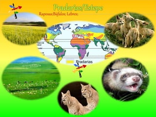 Pradarias
Raposas;Búfalos; Lebres;
 