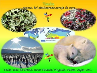 Focas, lobo do ártico, Ursos Polares, Pinguins, Peixes, Algas, etc...
raposa, boi almiscarado,coruja de neve
 