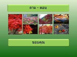 ถาม   -  ตอบ ขอบคุณ 