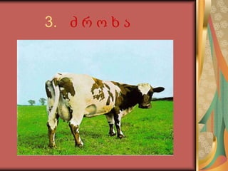 3.   ძ რ ო ხ ა