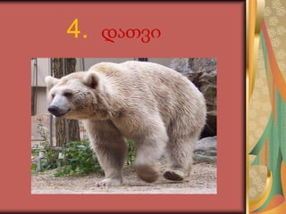 4. დათვი