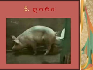 5.  ღ ო რ ი