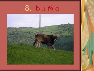           8.  ხ ა რ ი