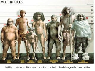 habilis  sapiens  florenses  erectus  boisei  heidelbergensis  neanderthal 