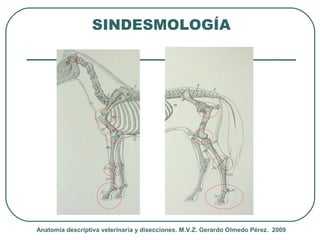 Introduccion al estudio de Anatomia Veterinaria Descriptiva Slide 11