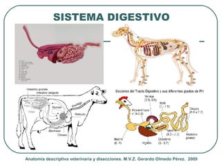 Introduccion al estudio de Anatomia Veterinaria Descriptiva Slide 13