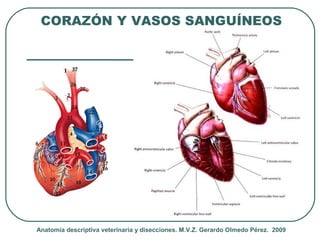 CORAZÓN Y VASOS SANGUÍNEOS




Anatomía descriptiva veterinaria y disecciones. M.V.Z. Gerardo Olmedo Pérez. 2009
 