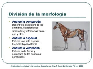 División de la morfología
    Anatomía comparada.
              comparada
     Describe la estructura de los
     animale...