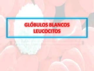 GLÓBULOS BLANCOS
   LEUCOCITOS
 
