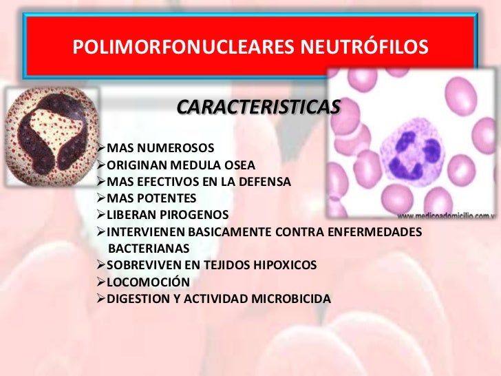 1. PresentacióN GlóBulos Blancos