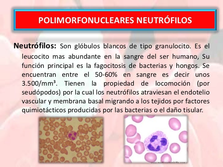 1. PresentacióN GlóBulos Blancos