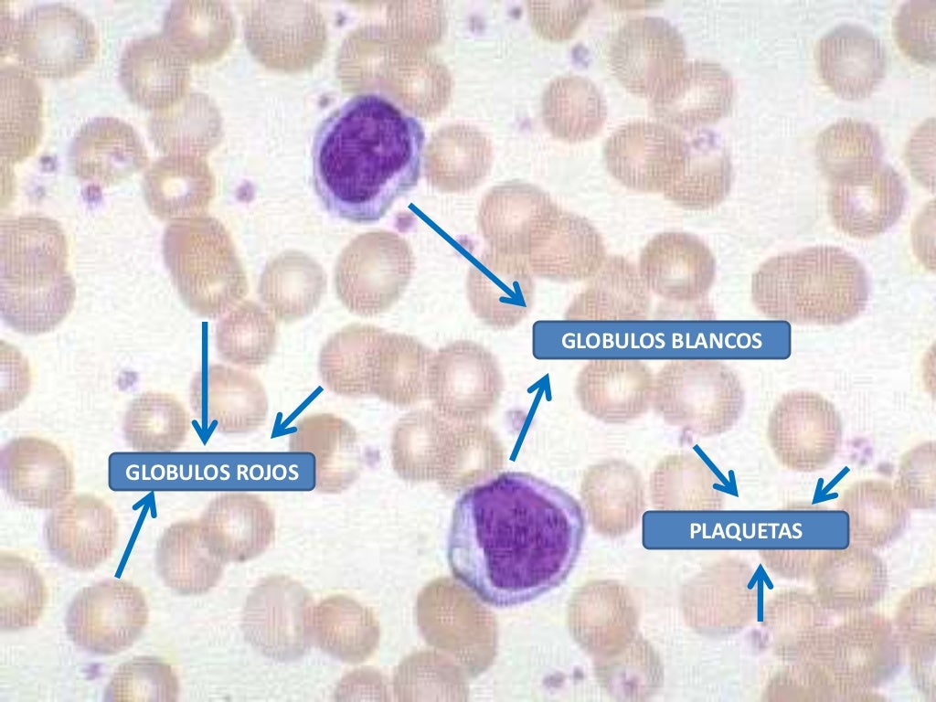 Ciencia para secundaria: glóbulos blancos