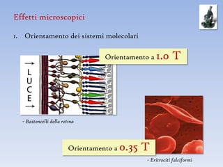 Effetti microscopici

1. Orientamento dei sistemi molecolari

                                   Orientamento a   1.0 T




  - Bastoncelli della retina



                         Orientamento a   0.35 T
                                               - Eritrociti falciformi
 