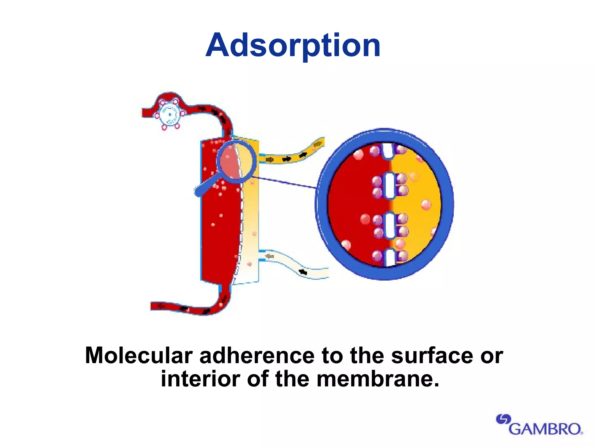 Adsorption Molecular adherence to the surface or interior of the membrane. 