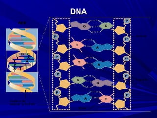 DNADNA
 