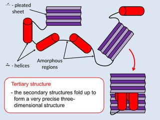 Comprehensive Overview of Protein Structure and Function in Biology | PPTX