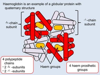 Chain Rings Prostetic Comprehensive Overview of Protein Structure and Function in Biology | PPTX