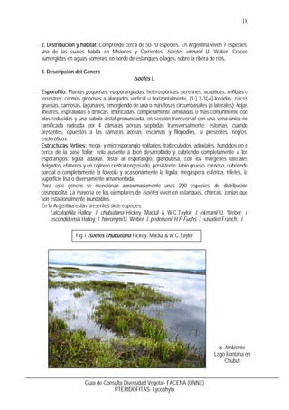 19
Guía de Consulta Diversidad Vegetal- FACENA (UNNE)
PTERIDOFITAS- Lycophyta
b. Porte
b. Planta completa
Fotos: Medina, W...