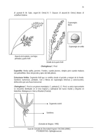 32
Guía de Consulta de Diversidad Vegetal- FACENA (UNNE)
PTERIDOFITAS- Ophioglossaceae
Ophioglossum L.
Esporofito: Hierbas...