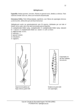 33
Guía de Consulta de Diversidad Vegetal- FACENA (UNNE)
PTERIDOFITAS- Ophioglossaceae
5. Ilustraciones
Fig.1 Ophioglossum...