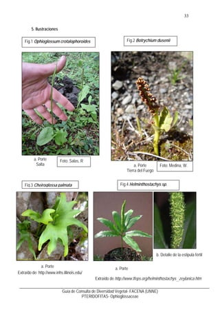 34
Guía de Consulta Diversidad Vegetal- FACENA (UNNE)
PTERIDOFITAS- Equisetaceae
Equisetaceae
Comprende un solo género Equ...