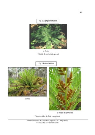 42
Guía de Consulta de Diversidad Vegetal- FACENA (UNNE)
PTERIDOFITAS- Hymenophyllaceae
Hymenophyllaceae
1. Característica...