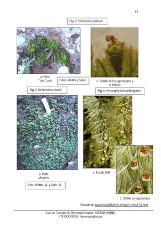 46
Guía de Consulta de Diversidad Vegetal- FACENA (UNNE)
PTERIDOFITAS- Hymenophyllaceae
Fig. 5 Hymenoglossum cruentum
a. P...