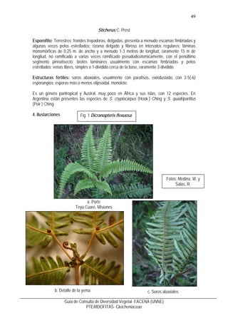 50
Guía de Consulta de Diversidad Vegetal- FACENA (UNNE)
PTERIDOFITAS- Gleicheniaceae
Fig. 2 Sticherus quadripartitus
a. P...