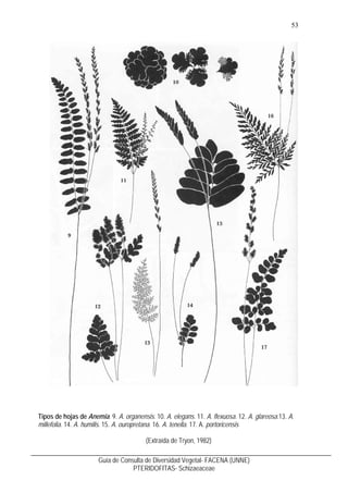 54
Guía de Consulta de Diversidad Vegetal- FACENA (UNNE)
PTERIDOFITAS- Schizaeaceae
Lygodium Sw., nom. cons.
Esporofito:Te...