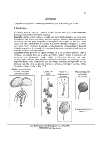 62
Guía de Consulta Diversidad Vegetal- FACENA (UNNE)
PTERIDOFITAS- Salviniaceae
2. Distribución y hábitat: Salvinia abarc...