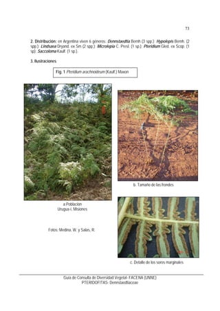 74
Guía de Consulta de Diversidad Vegetal- FACENA (UNNE)
PTERIDOFITAS- Aspleniaceae
Aspleniaceae
1. Características
Esporo...